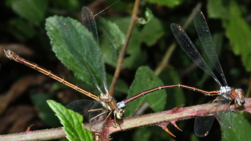 Lestes virens